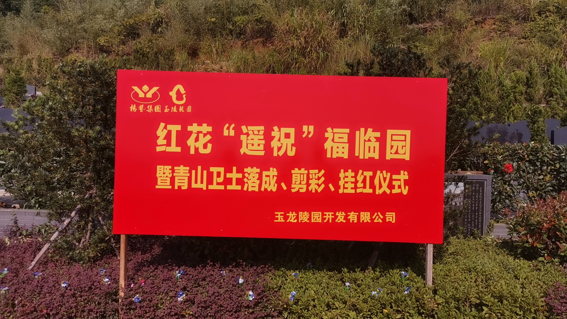 红花传爱意，情满玉龙园！